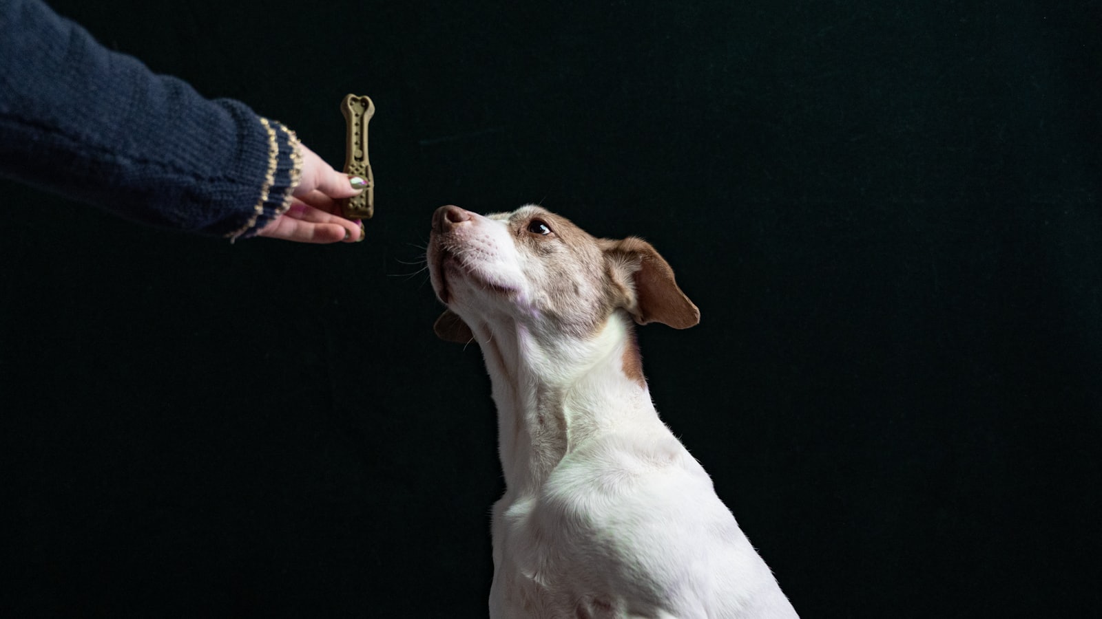 a person feeding a dog a piece of food