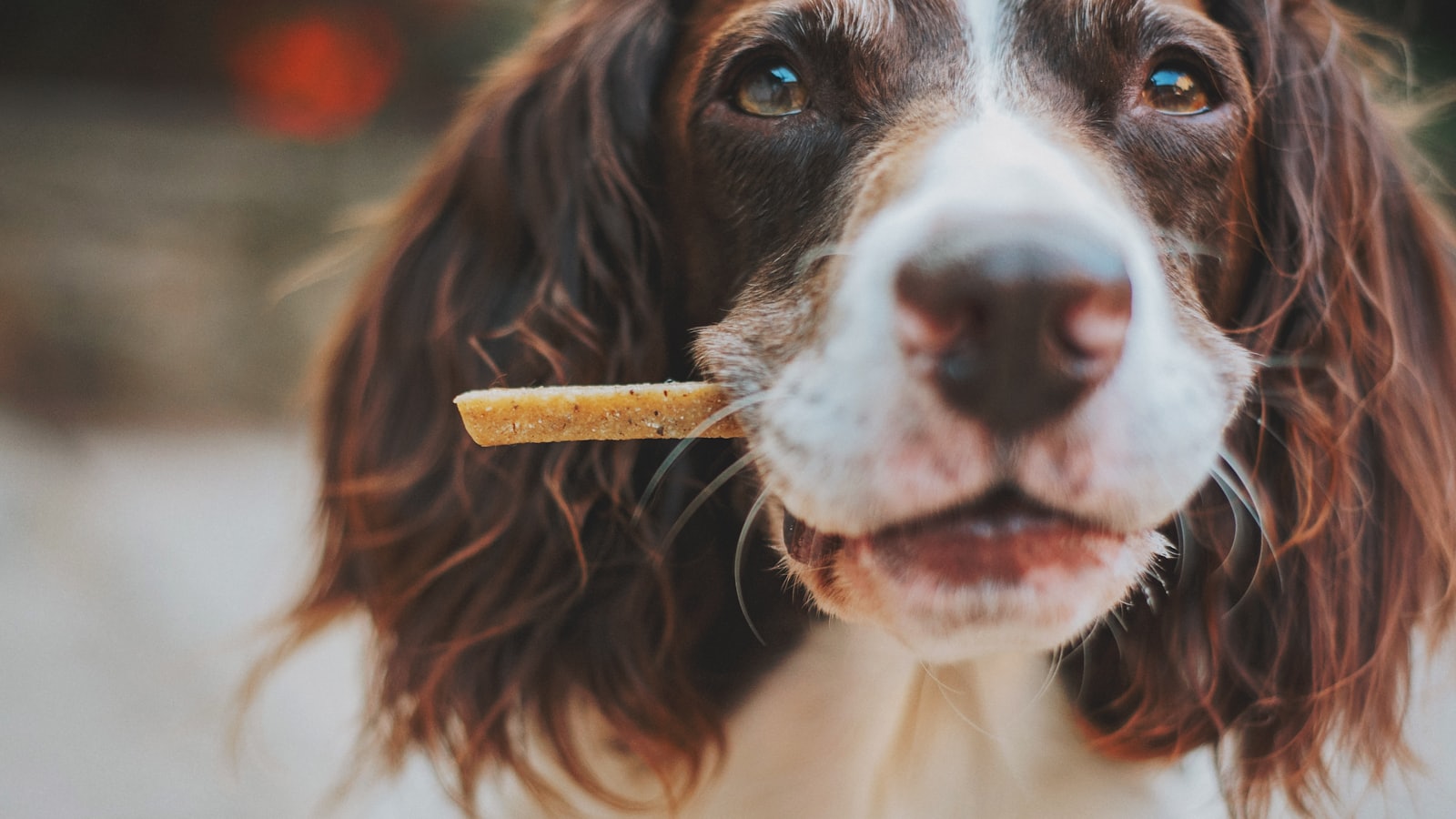 brown and white short coated dog biting brown wooden stick