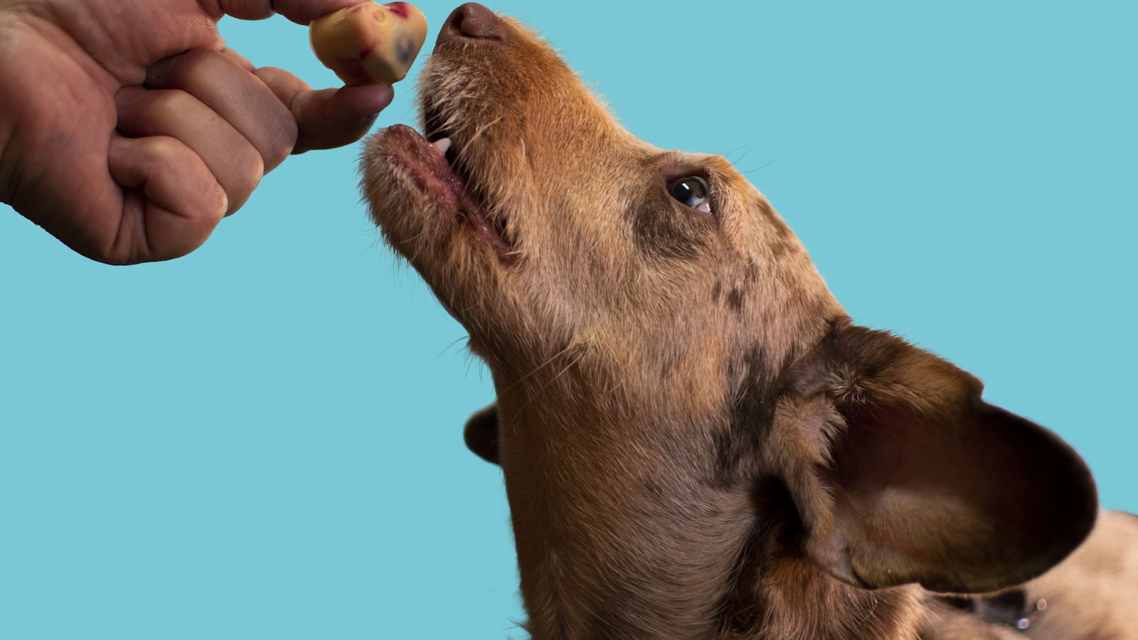a dog licking a person's hand