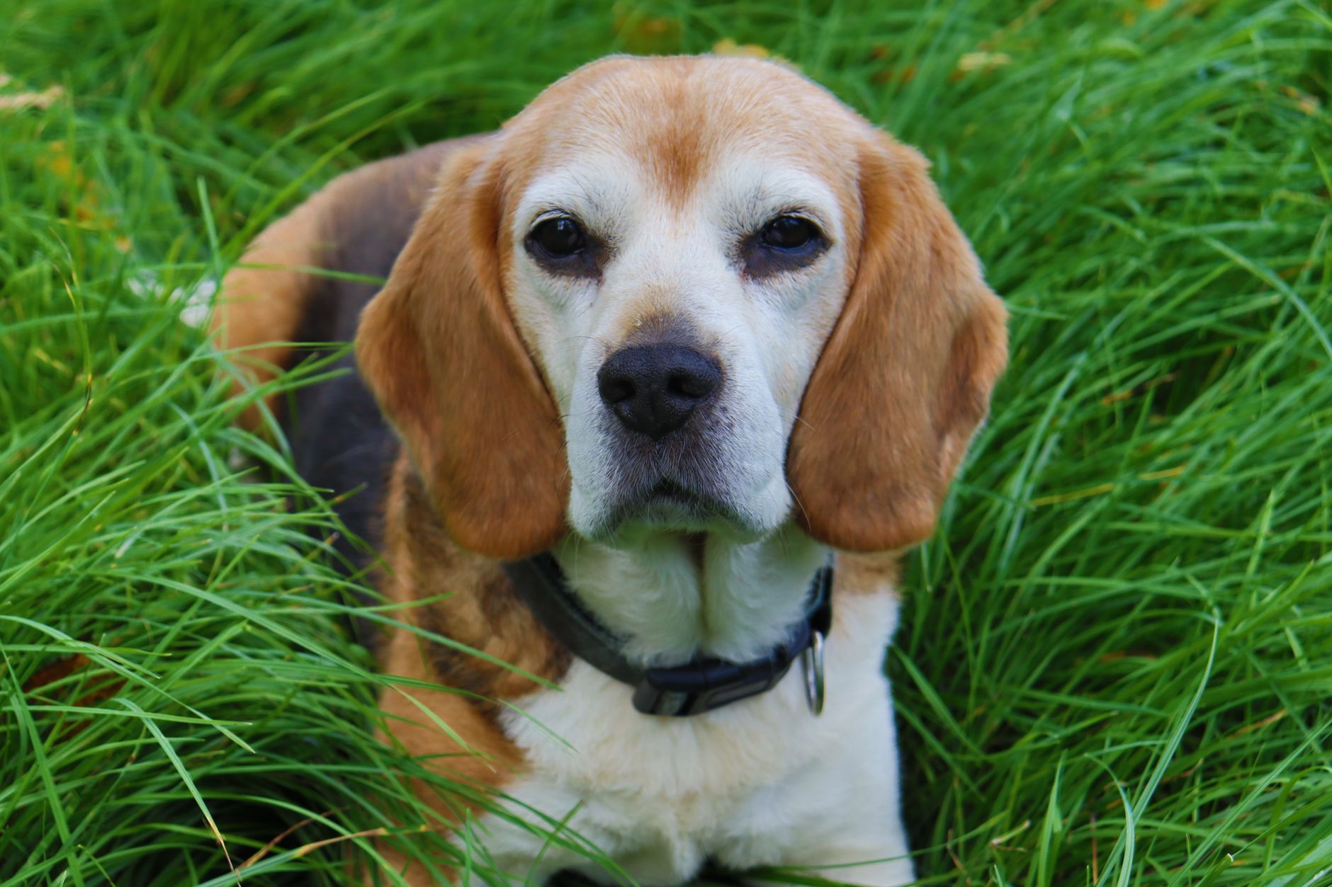 A Training Hound Breeds dog