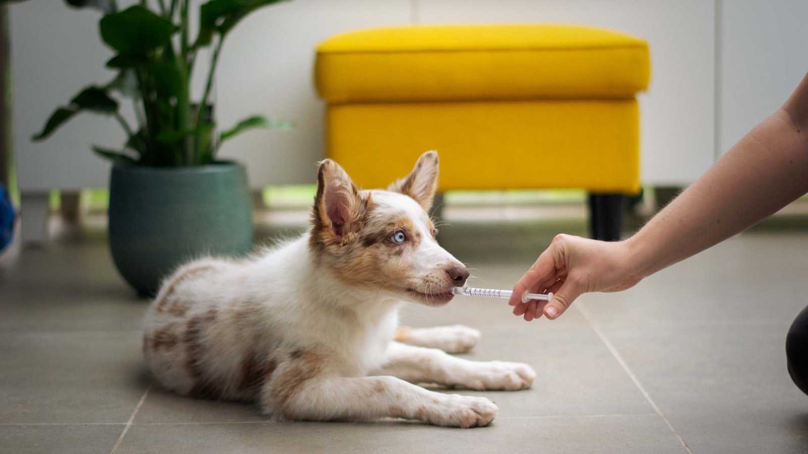 a dog laying on the floor with a person holding a stick