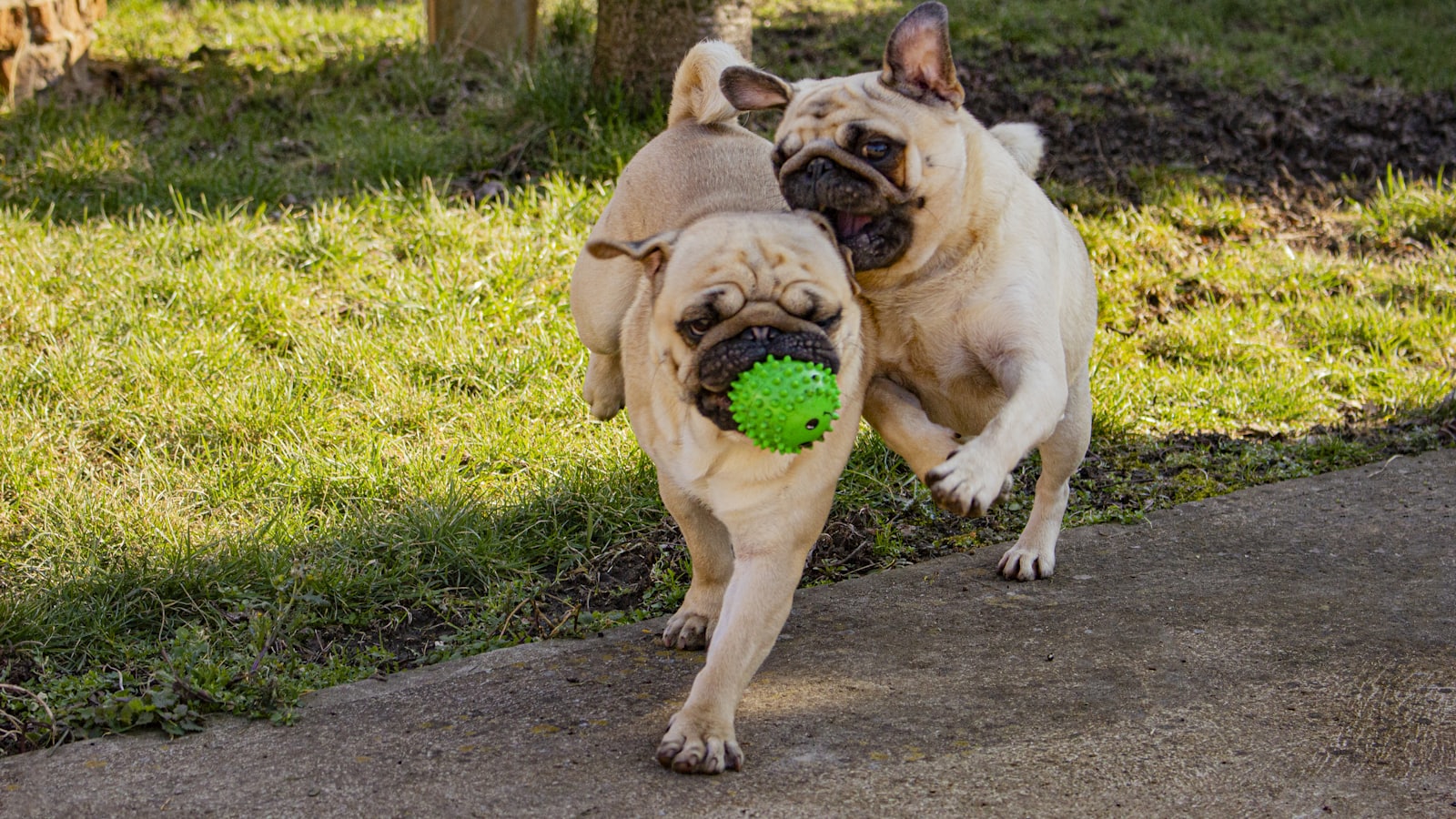 fawn pug playing with ball on the ground