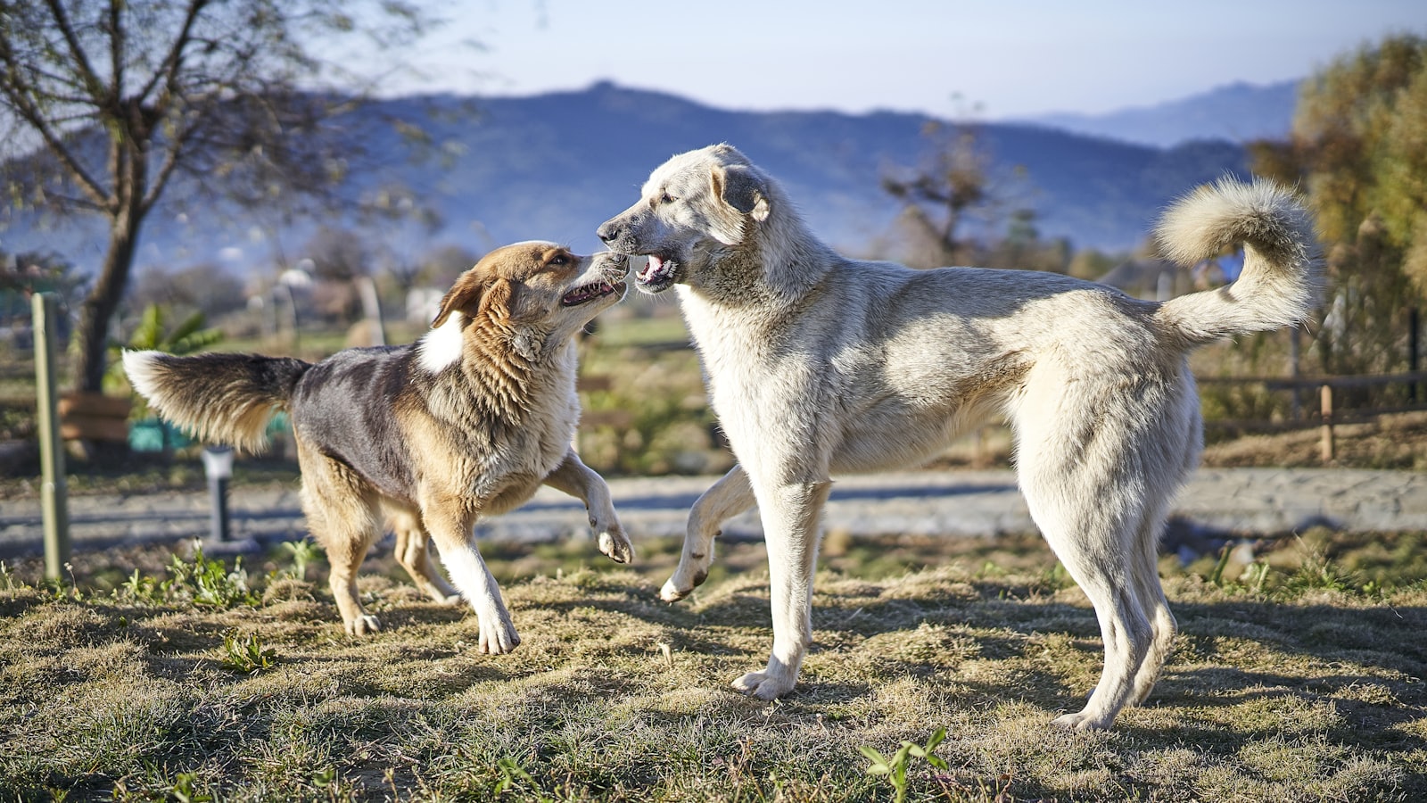 two assorted breed of dogs playing on green field