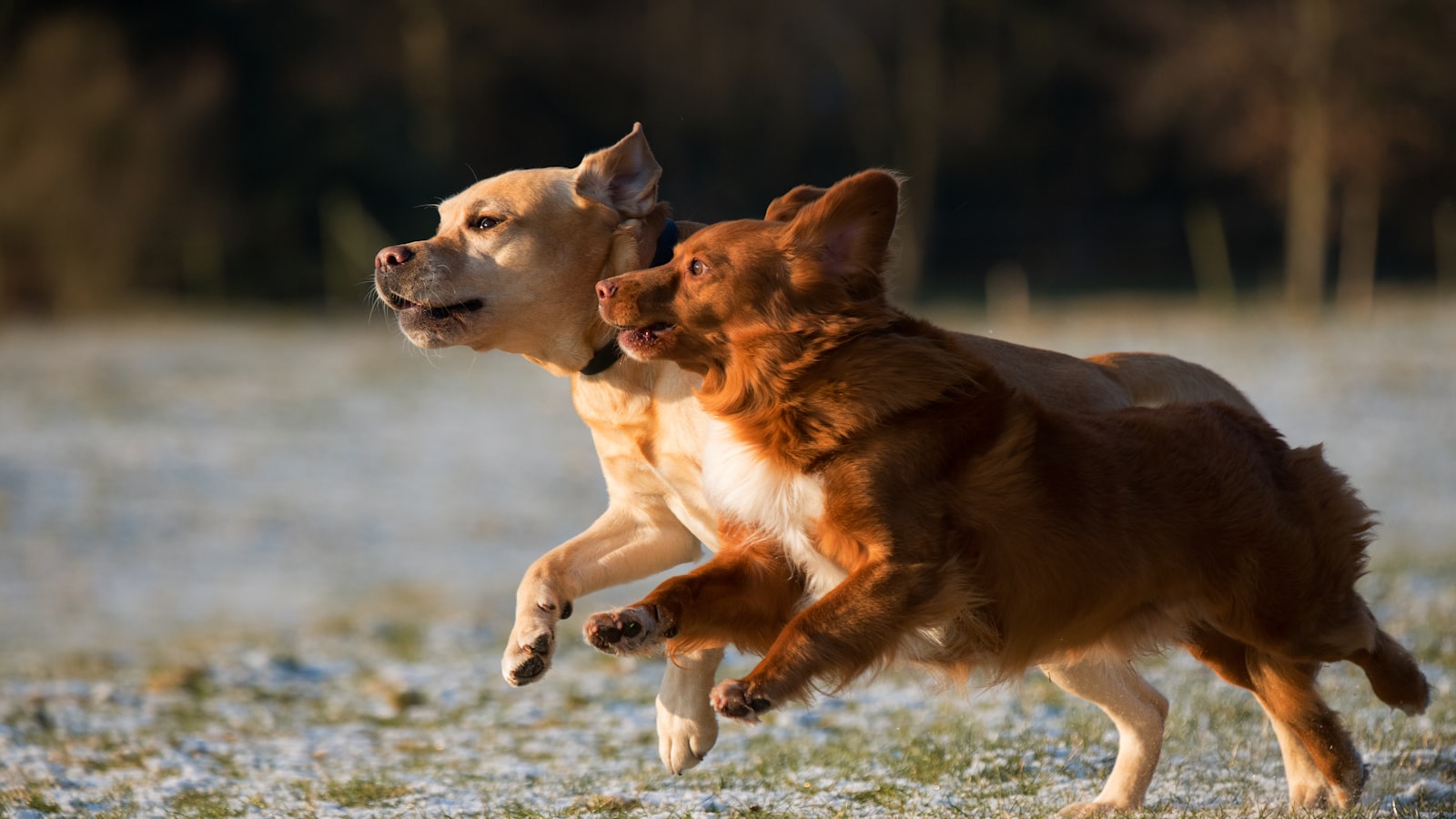 time lapse photo of two puppies running