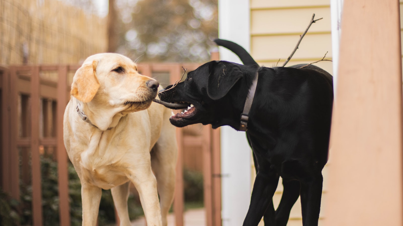 a couple of dogs standing next to each other