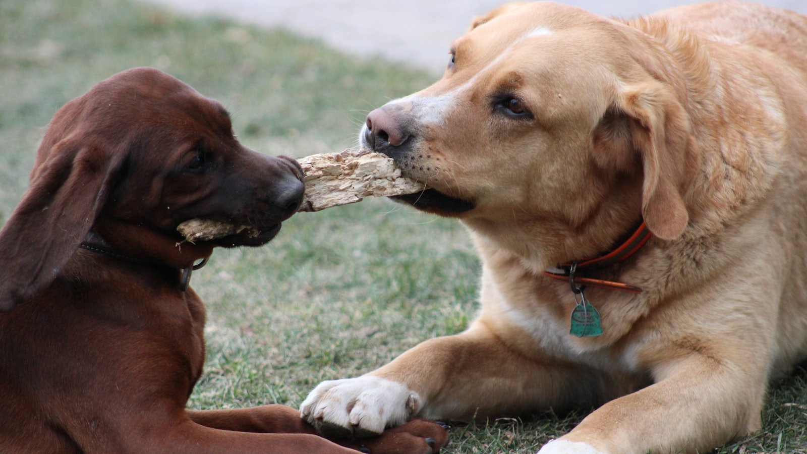 two dogs are playing with a stick in their mouth