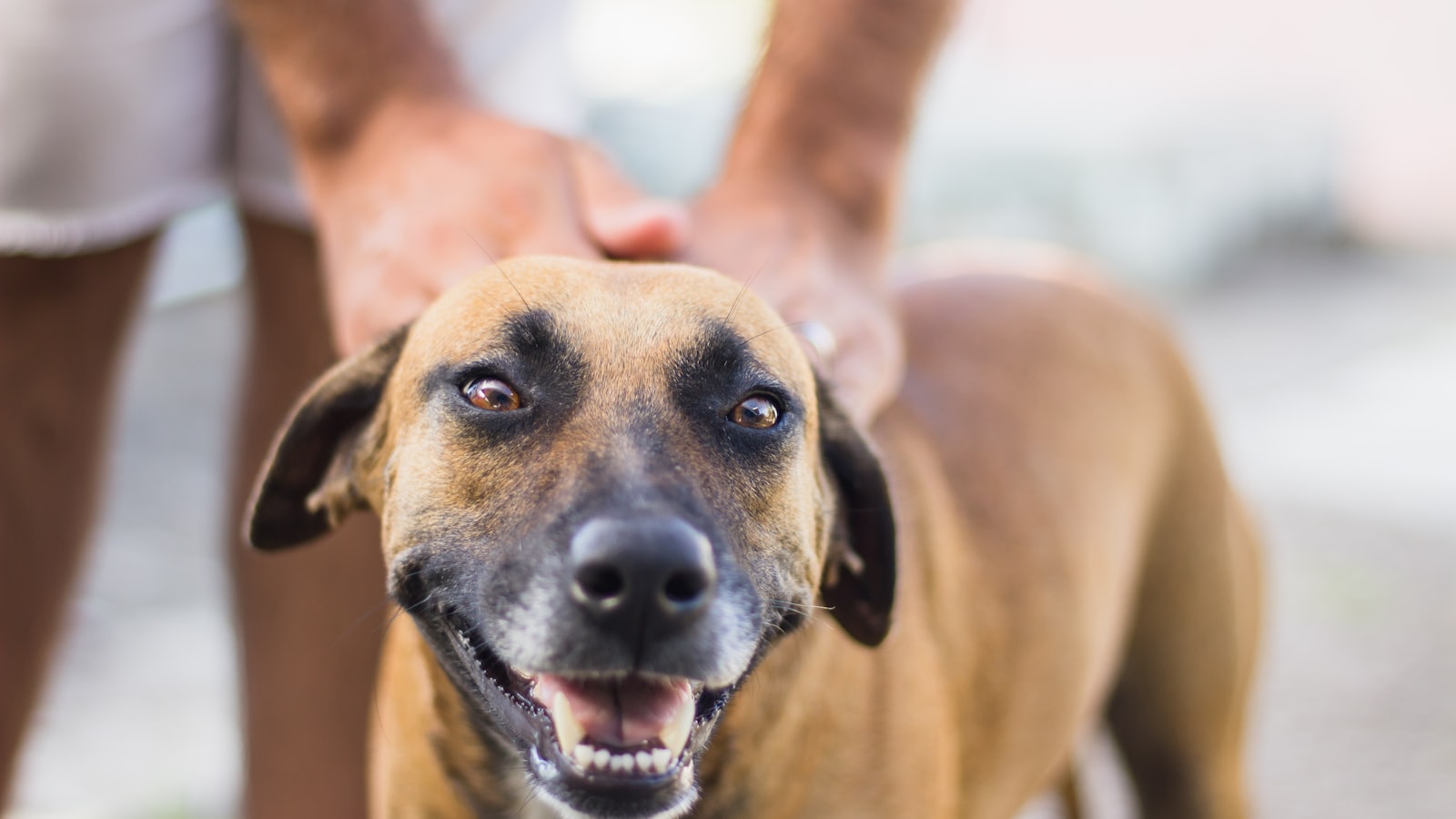 selective focus photography of tan dog