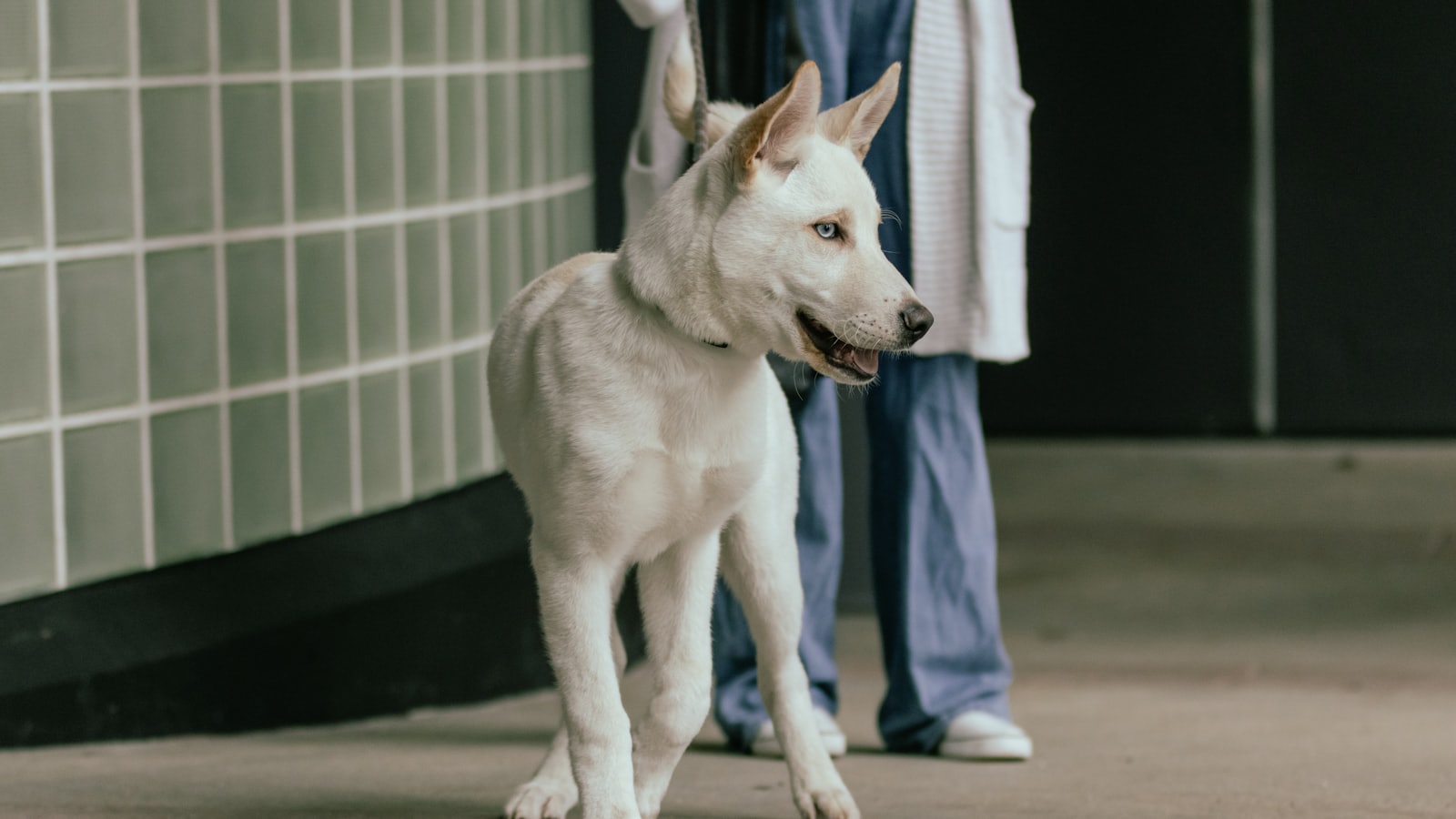 a white dog standing next to a person