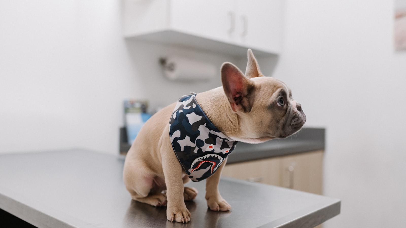 white french bulldog wearing blue and white polka dot shirt