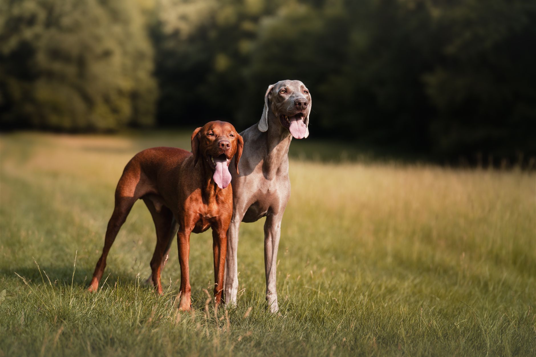 A Vizsla dog